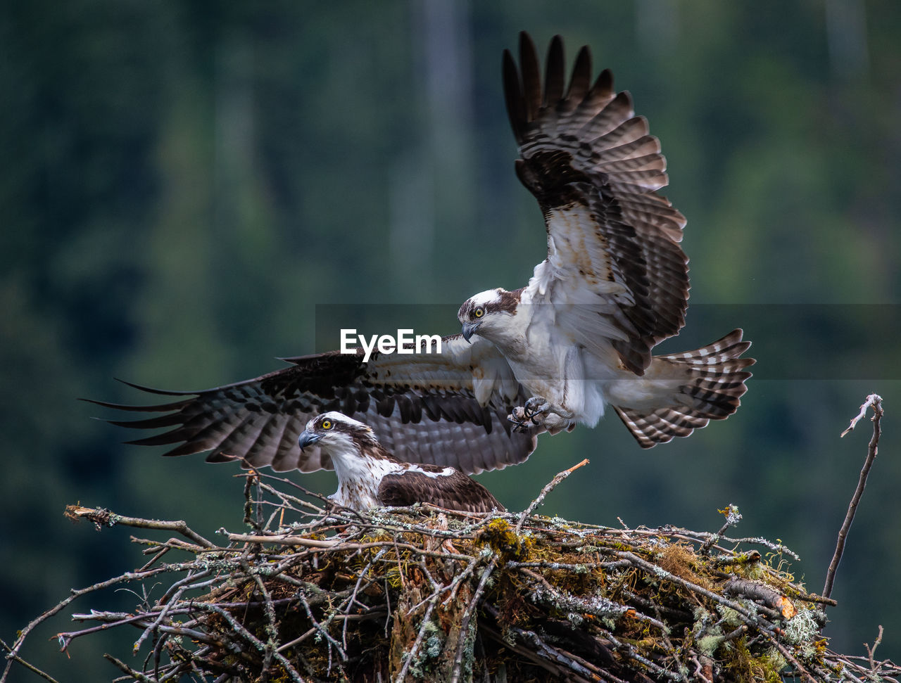 CLOSE-UP OF EAGLE FLYING OVER A TREE