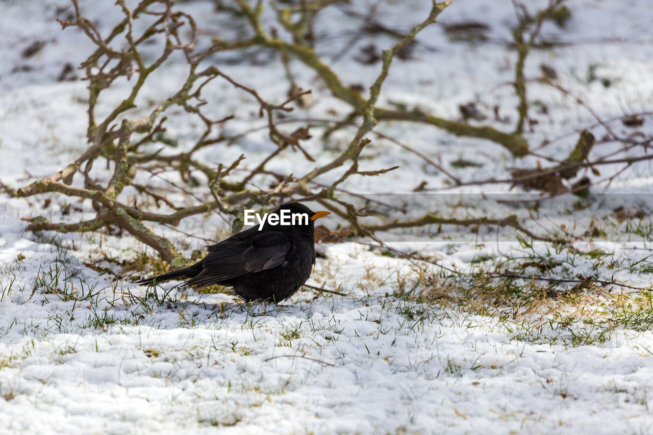 Close-up of bird perching on snow