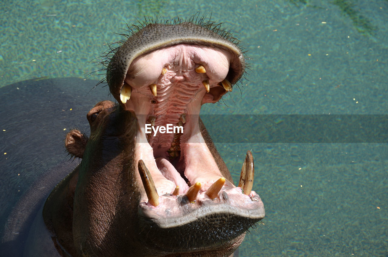 Hippopotamus in the water in fuerteventura zoo, spain