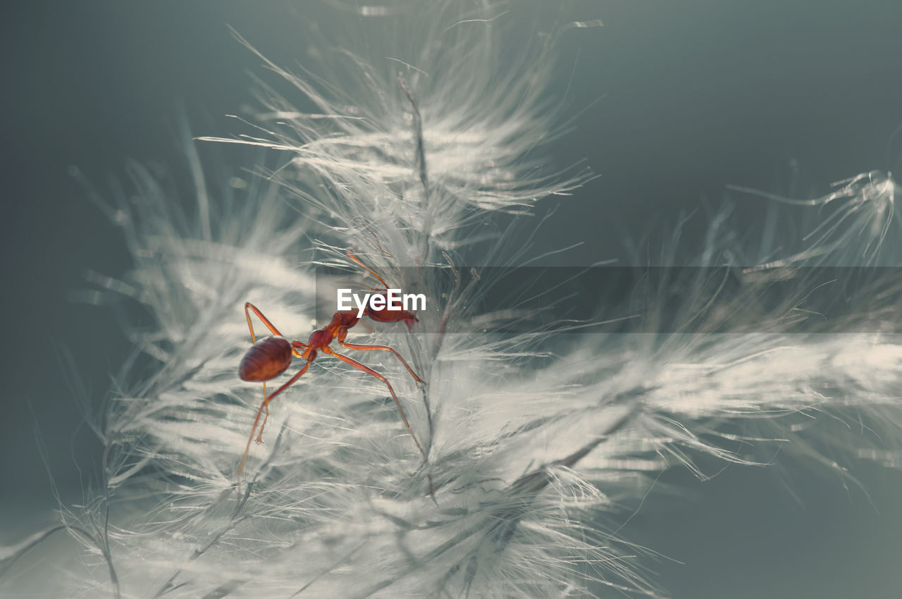 CLOSE-UP OF RED BUG ON WHITE FLOWER