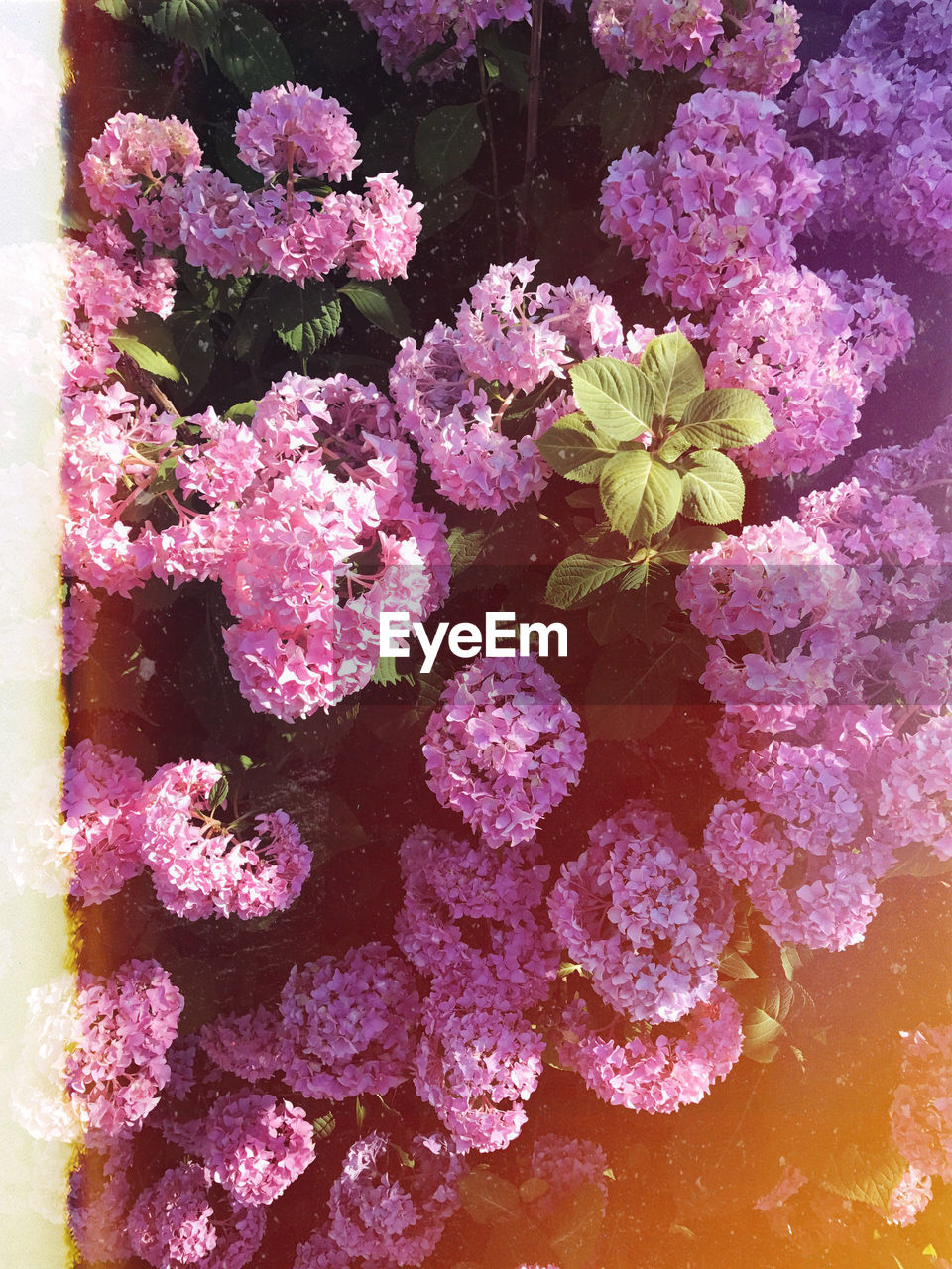 CLOSE-UP OF FRESH PINK FLOWERS BLOOMING IN PLANT