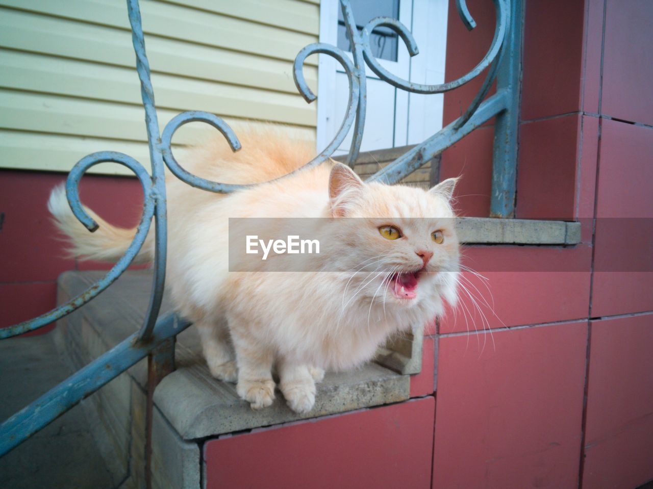 Close-up of a cat looking away