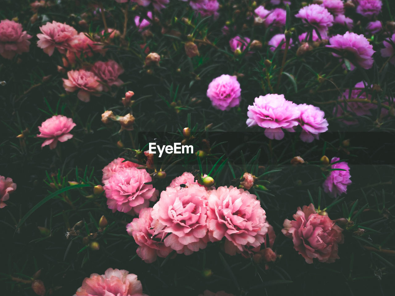 High angle view of pink flowering plants on field