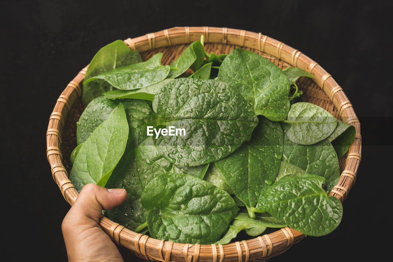 Fresh malabar spinach- ceylon spinach- vine spinach- ingredient for cooking