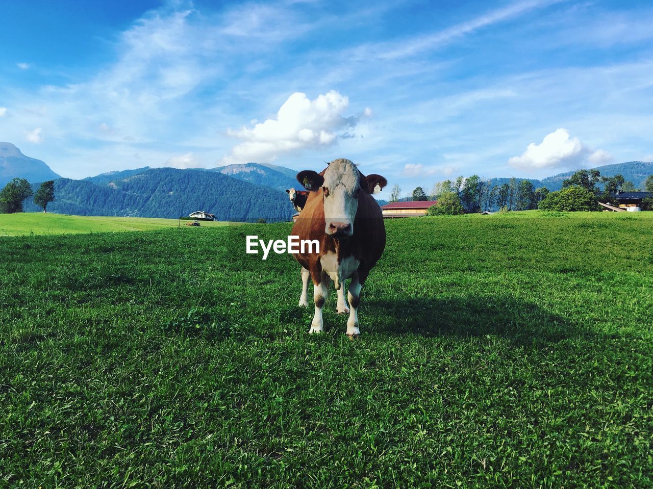 Portrait of cows grazing on field against sky