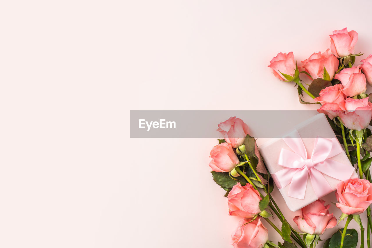 CLOSE-UP OF PINK ROSE FLOWER AGAINST WHITE BACKGROUND