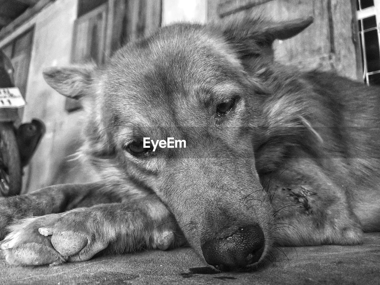 CLOSE-UP PORTRAIT OF A DOG RESTING