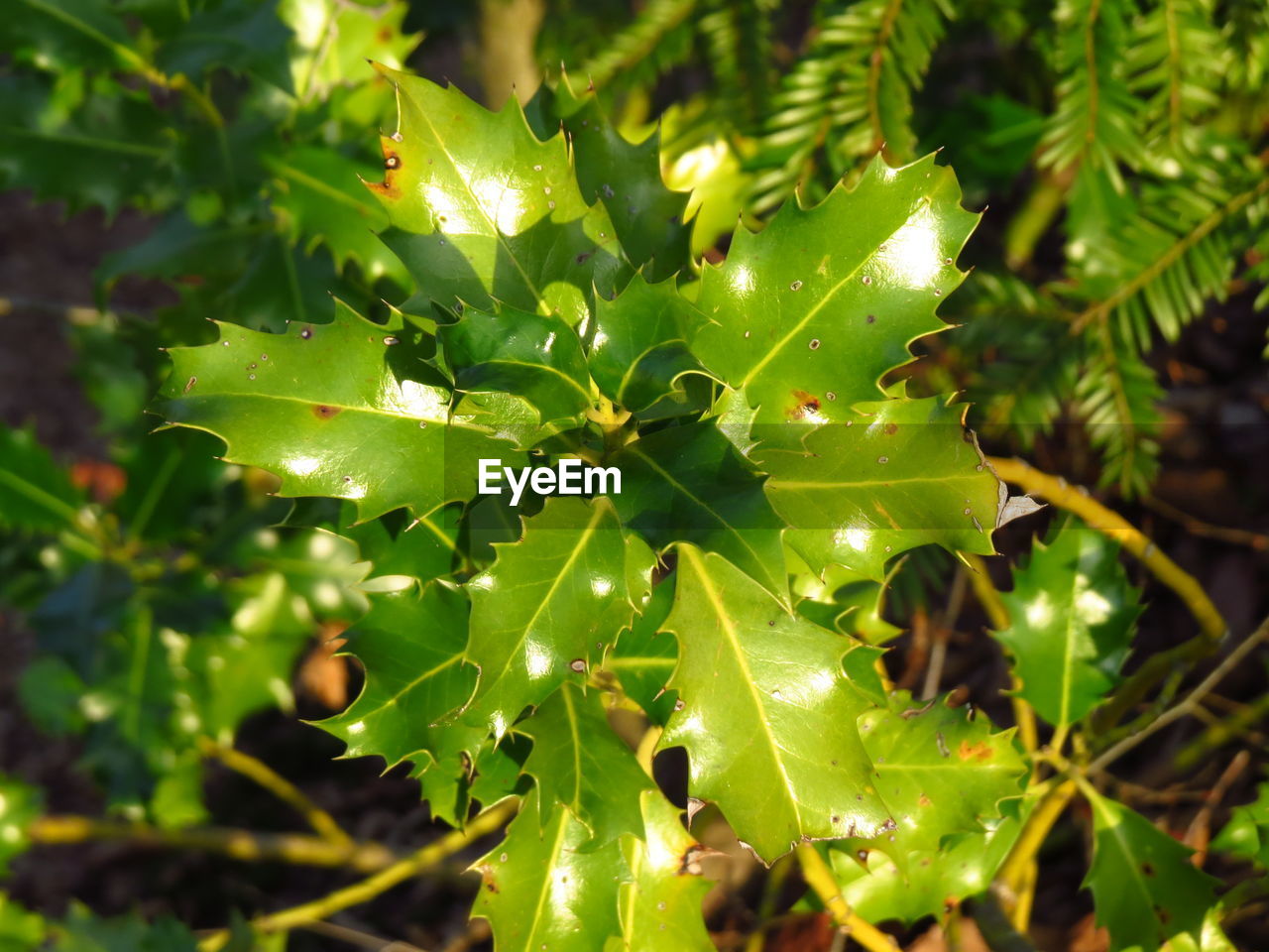 FULL FRAME SHOT OF FRESH GREEN LEAVES