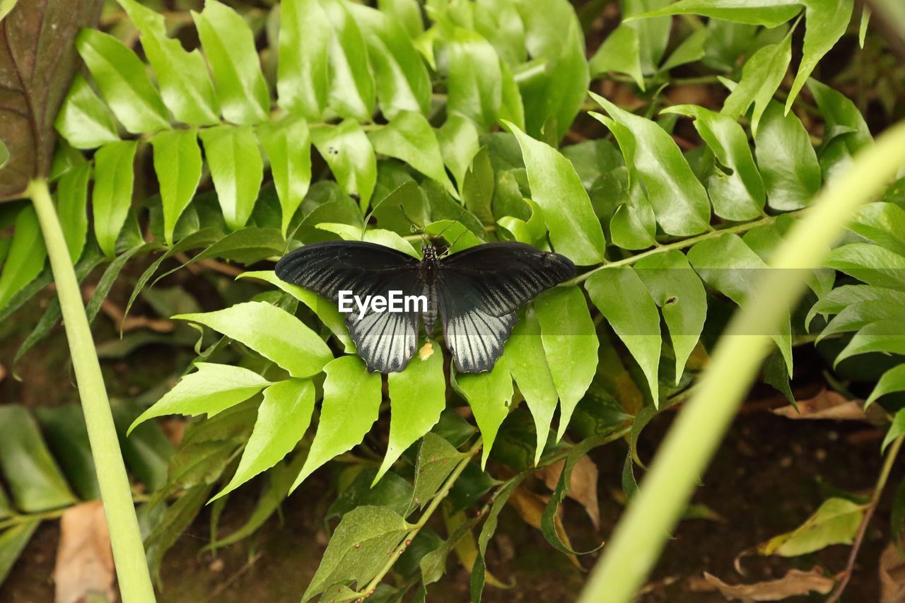 BUTTERFLY ON LEAF