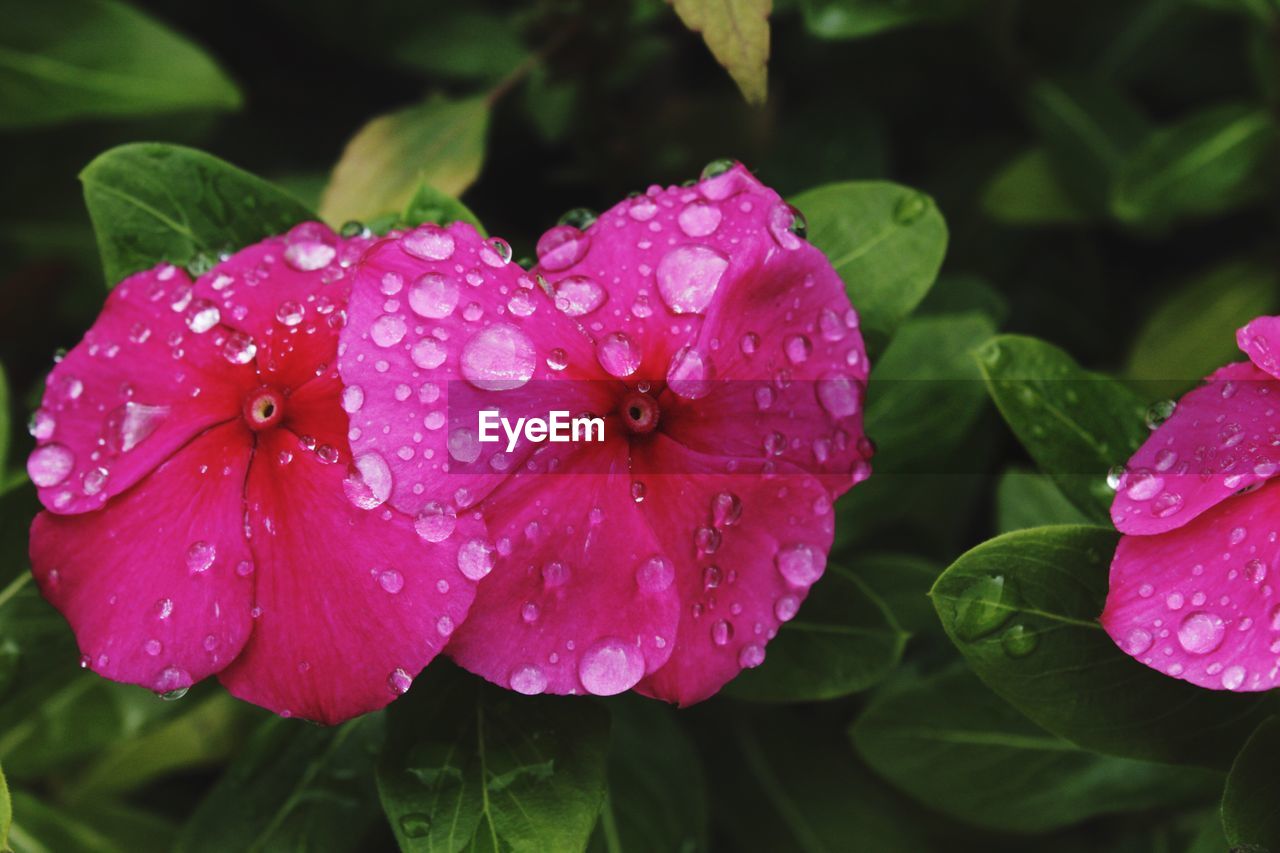 CLOSE-UP OF WATER DROPS ON PINK FLOWER