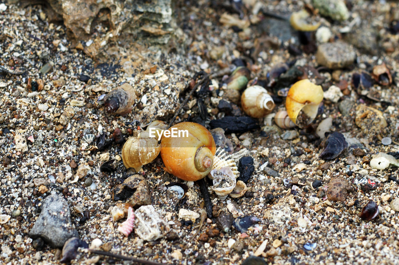 Close-up of snail on beach