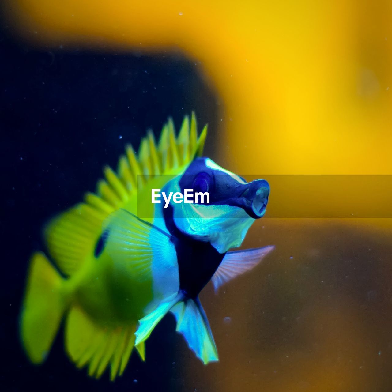 Close-up of fish swimming in aquarium