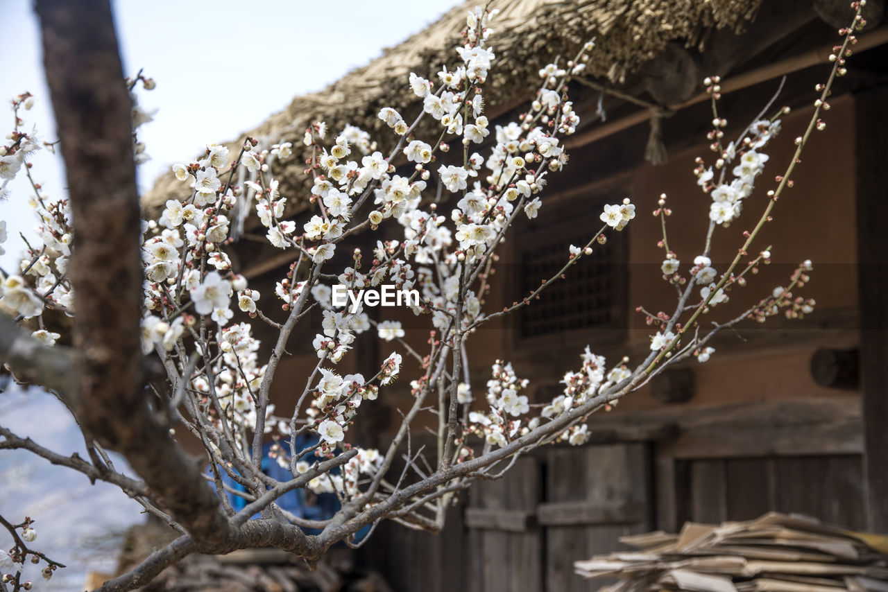 Low angle view of plum blossom tree by house