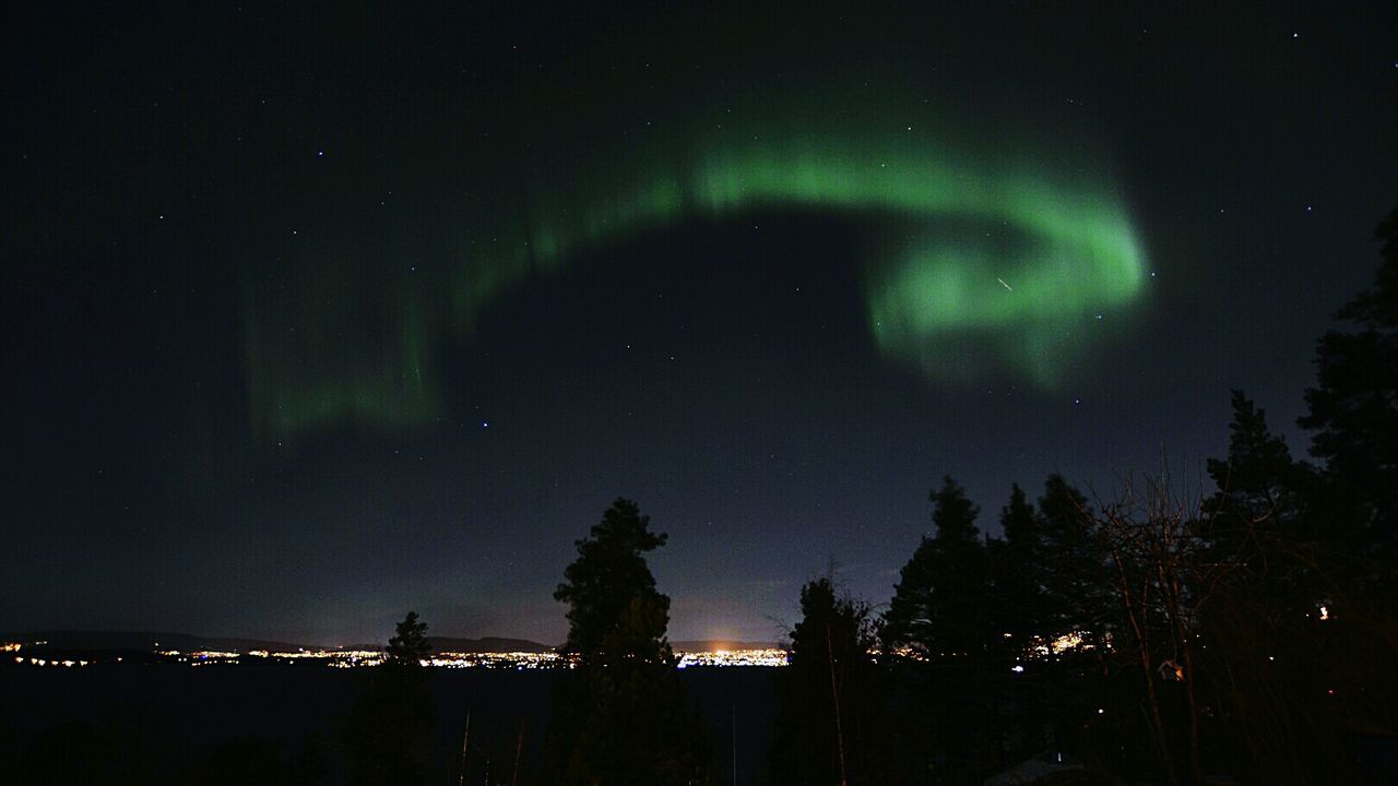 VIEW OF ILLUMINATED TREES AT NIGHT