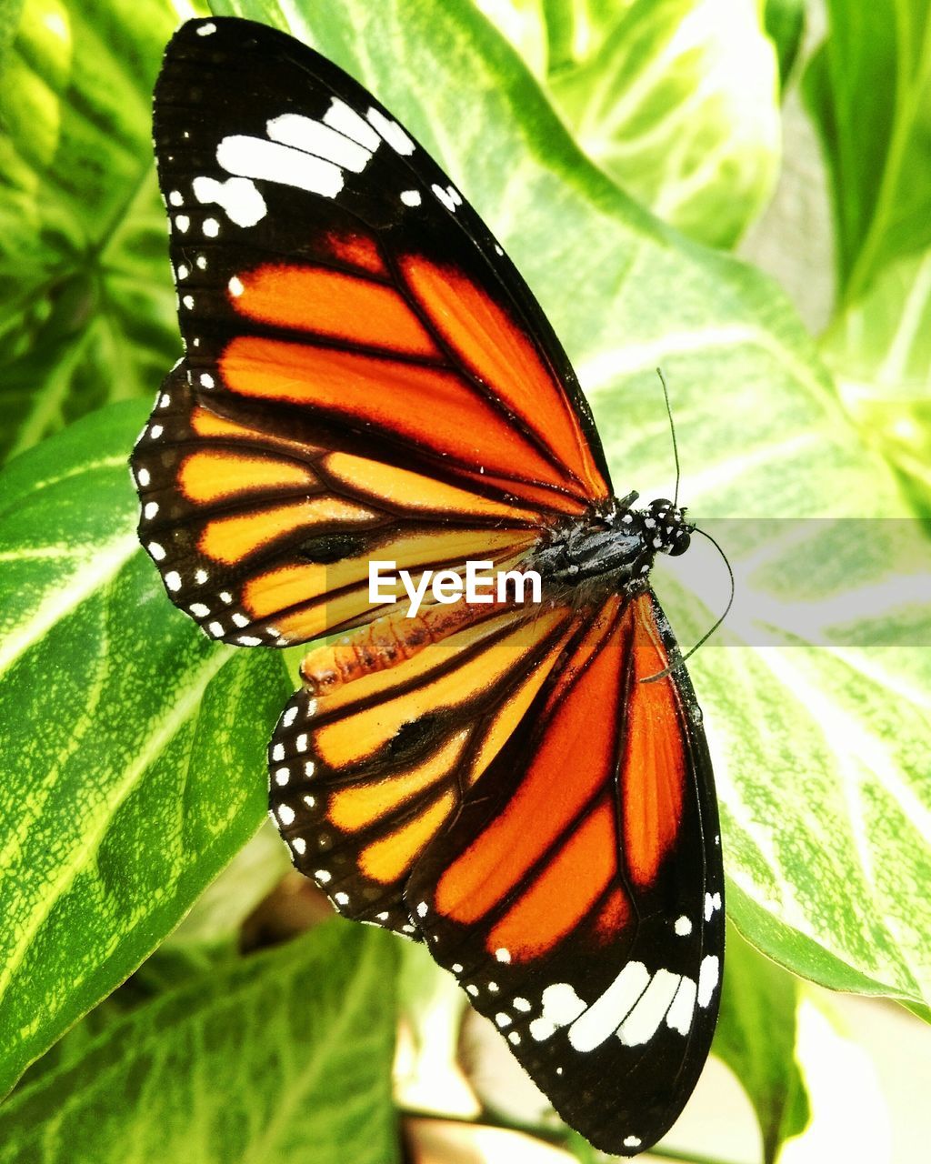 Close-up of butterfly on plant leaves