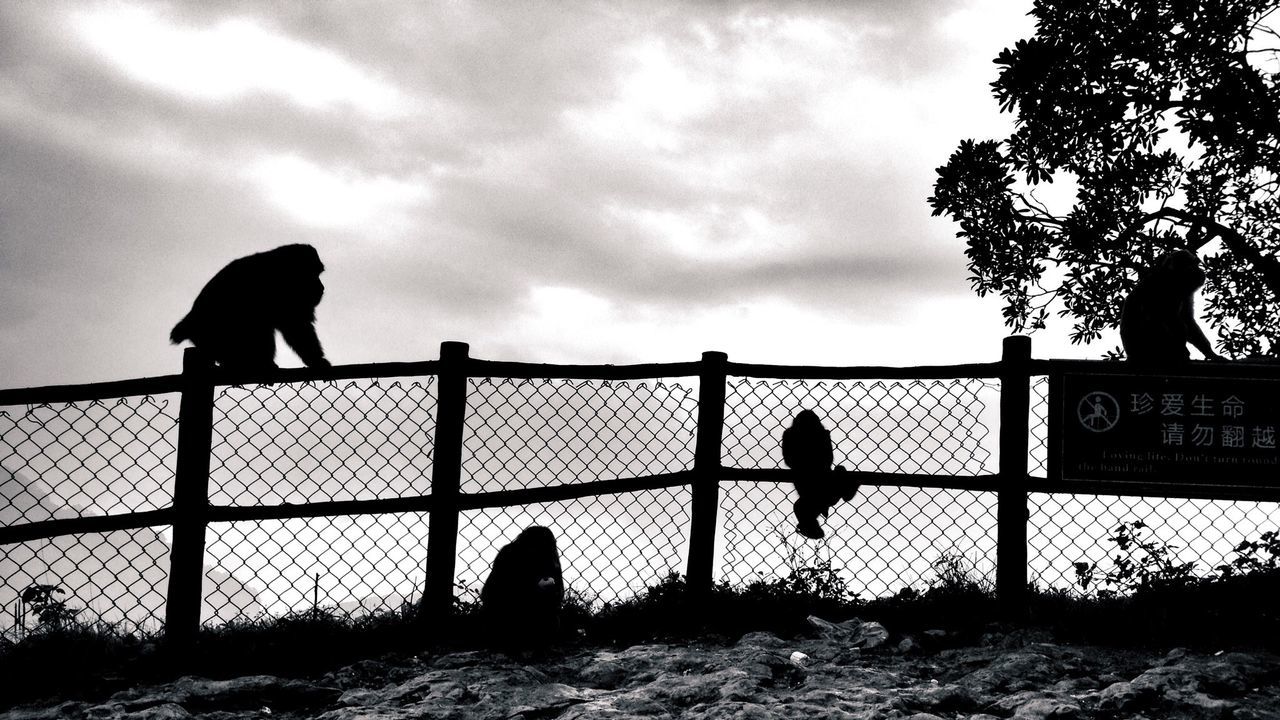Silhouette monkeys on chainlink fence against cloudy sky at dusk