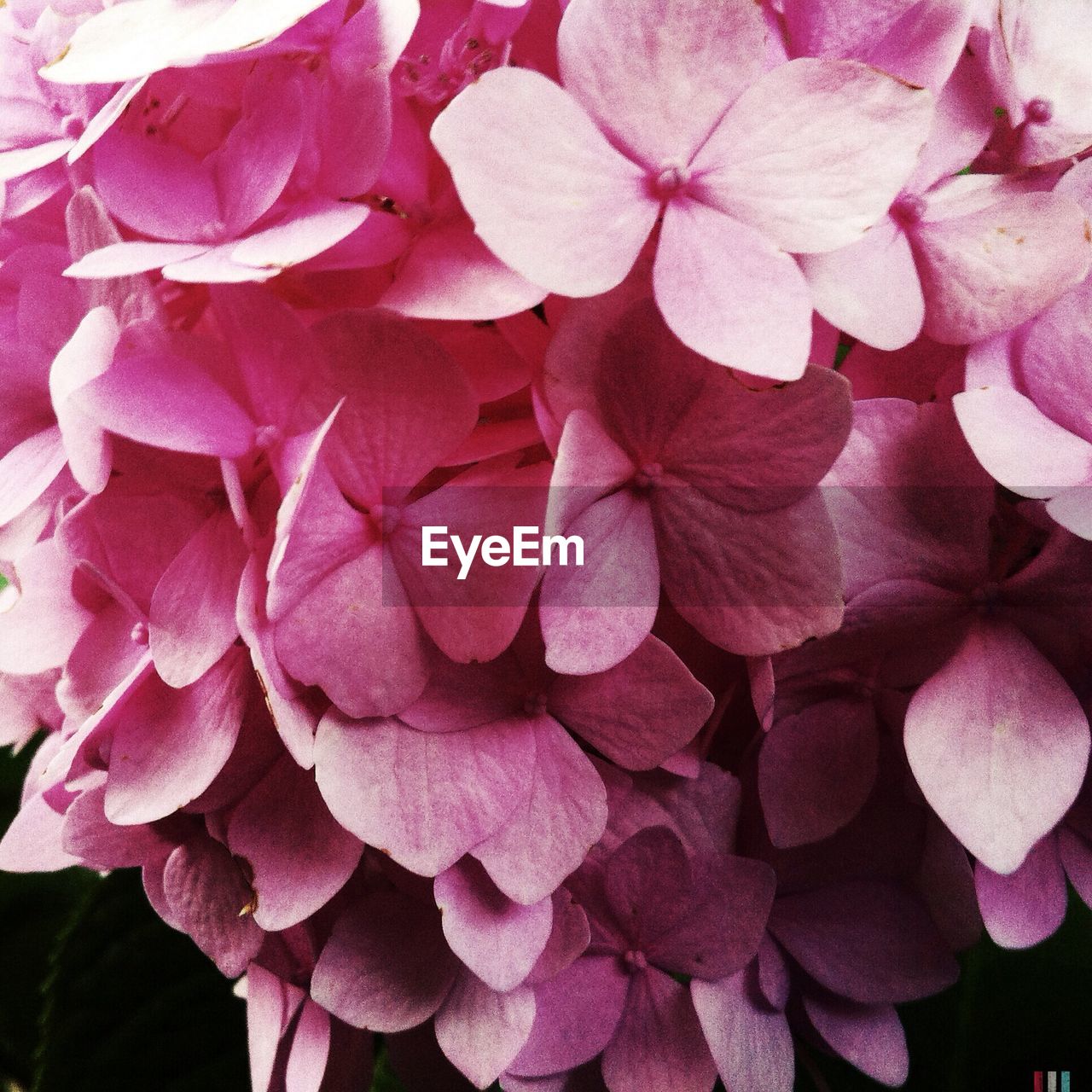 Close-up view of pink flowers