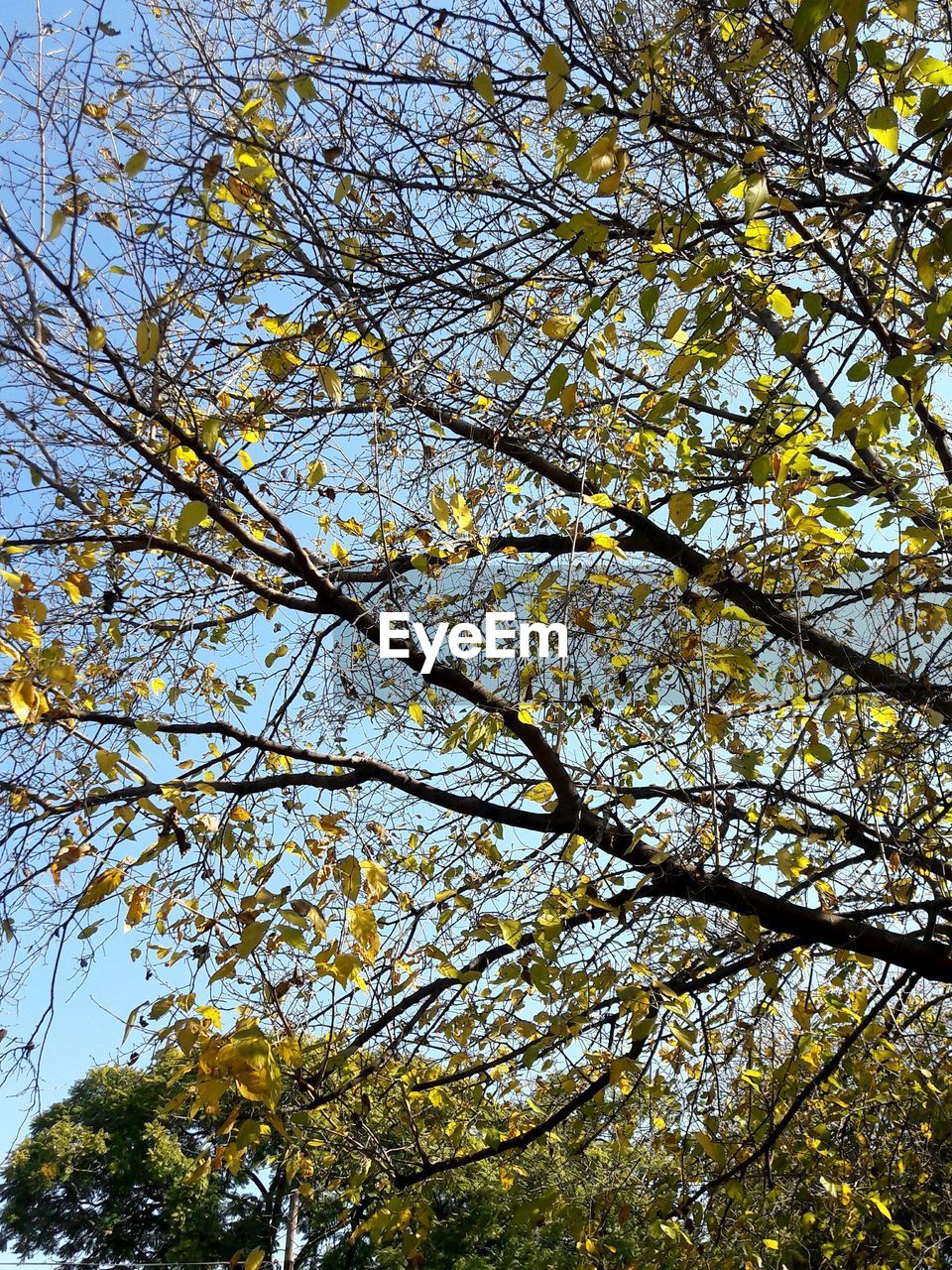 LOW ANGLE VIEW OF FLOWERING TREE