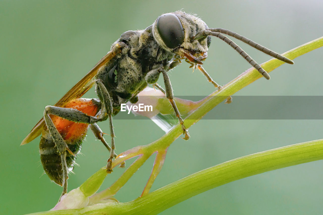 CLOSE-UP OF INSECT ON FLOWER PLANT