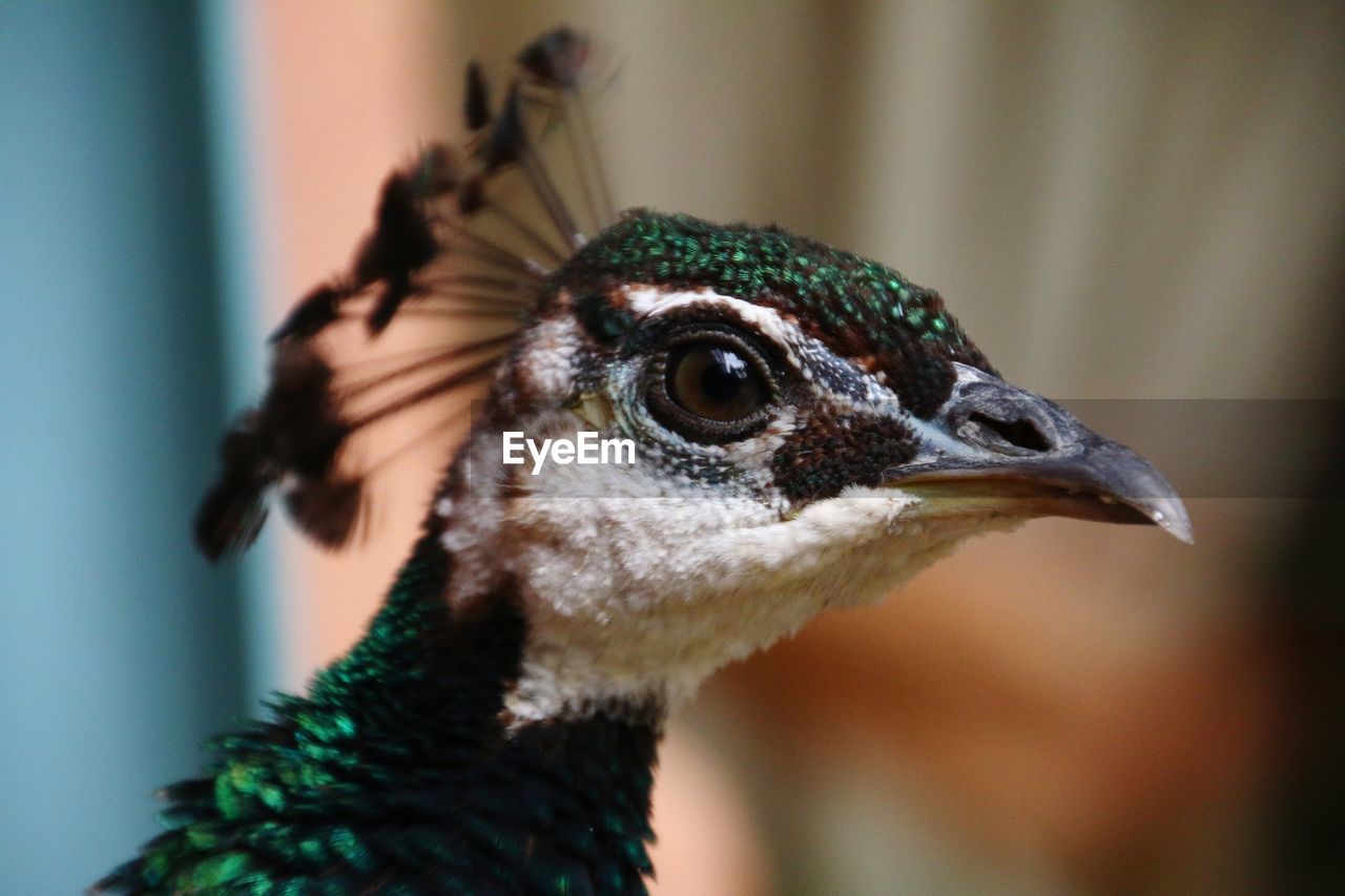 CLOSE-UP OF A PARROT