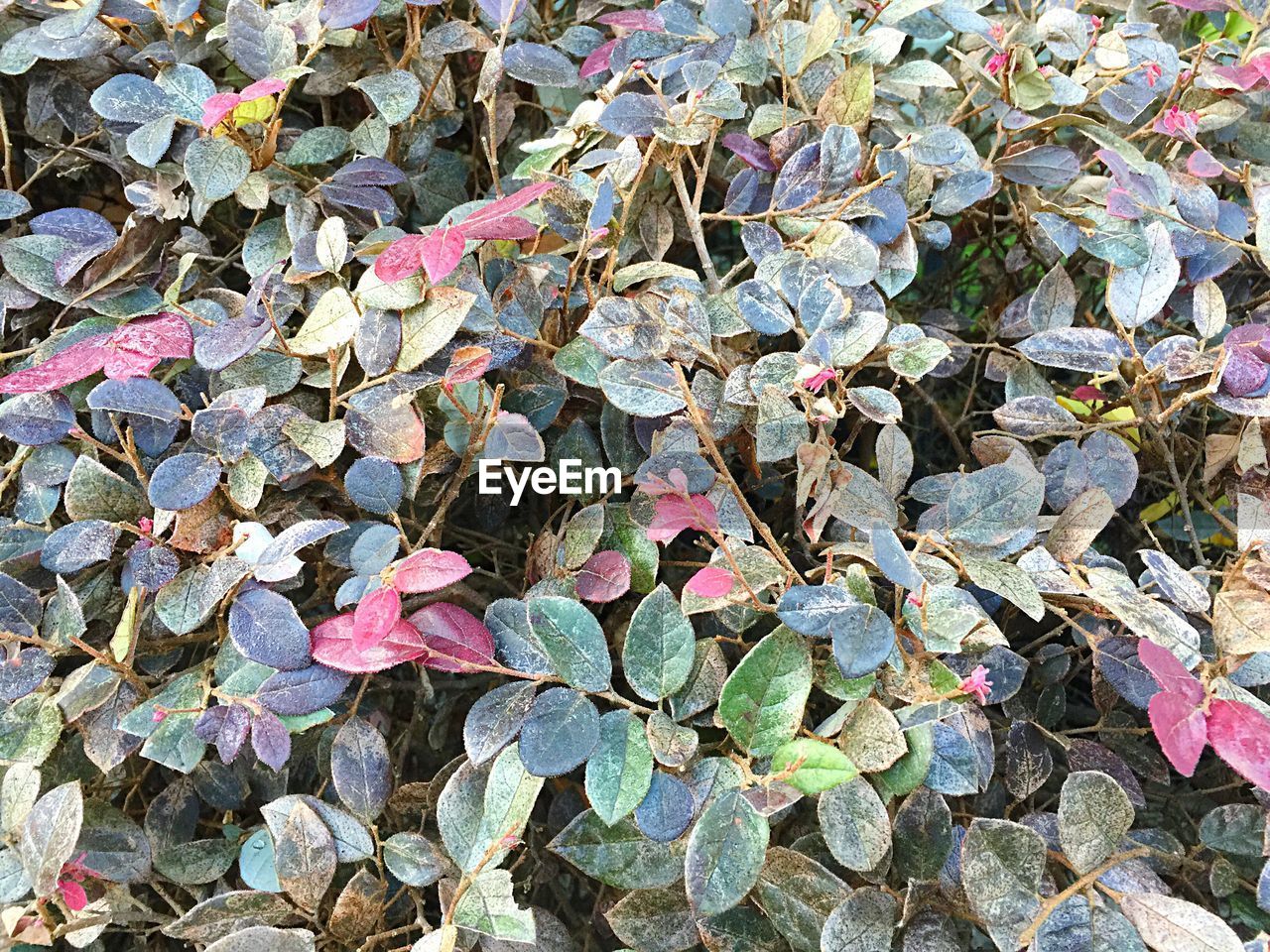 Close-up high angle view of leaves