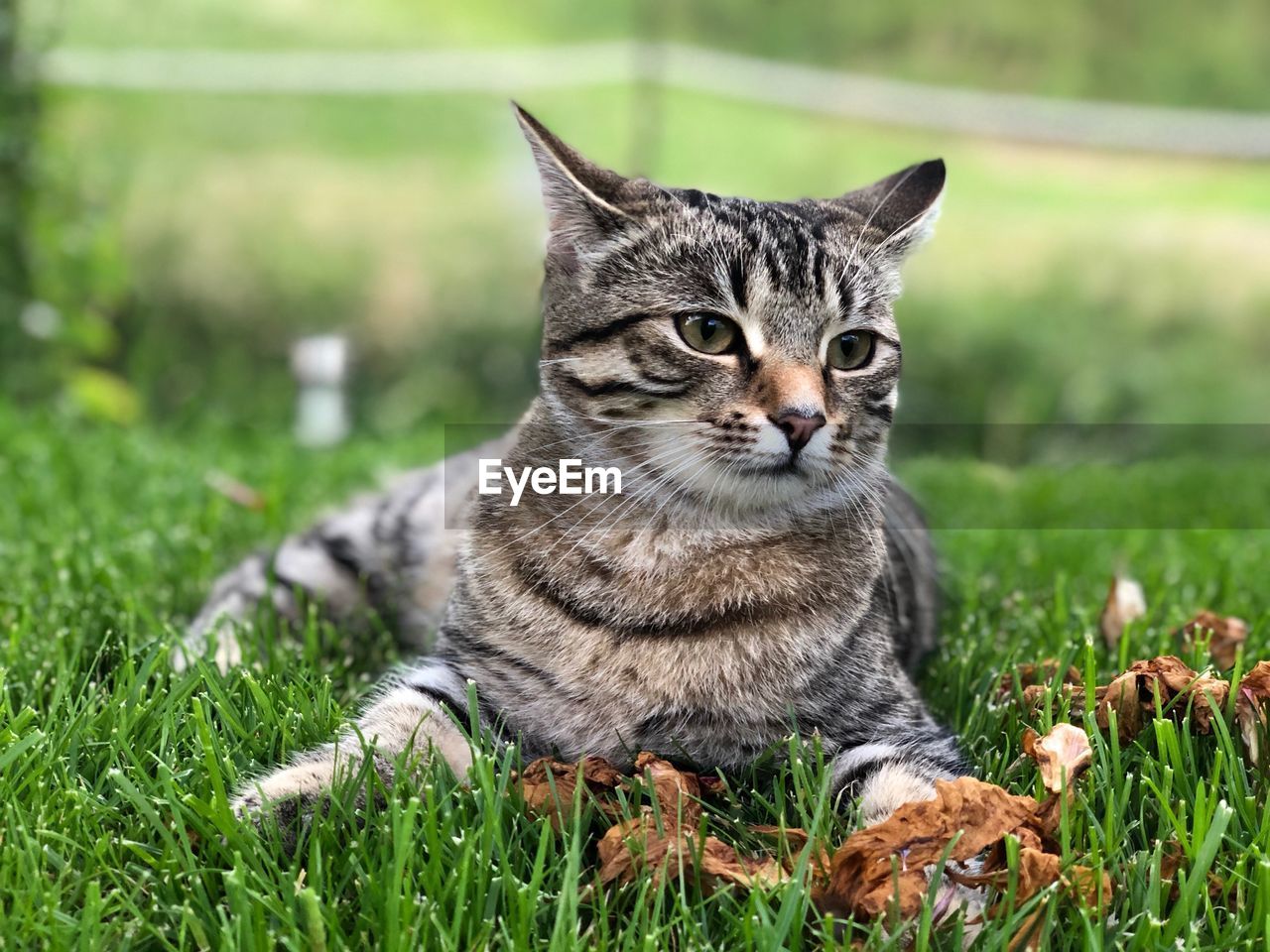 Portrait of tabby cat on field