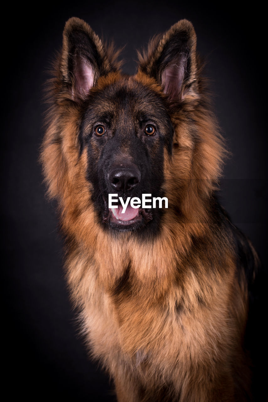 Portrait of the german shepherd long hair dog