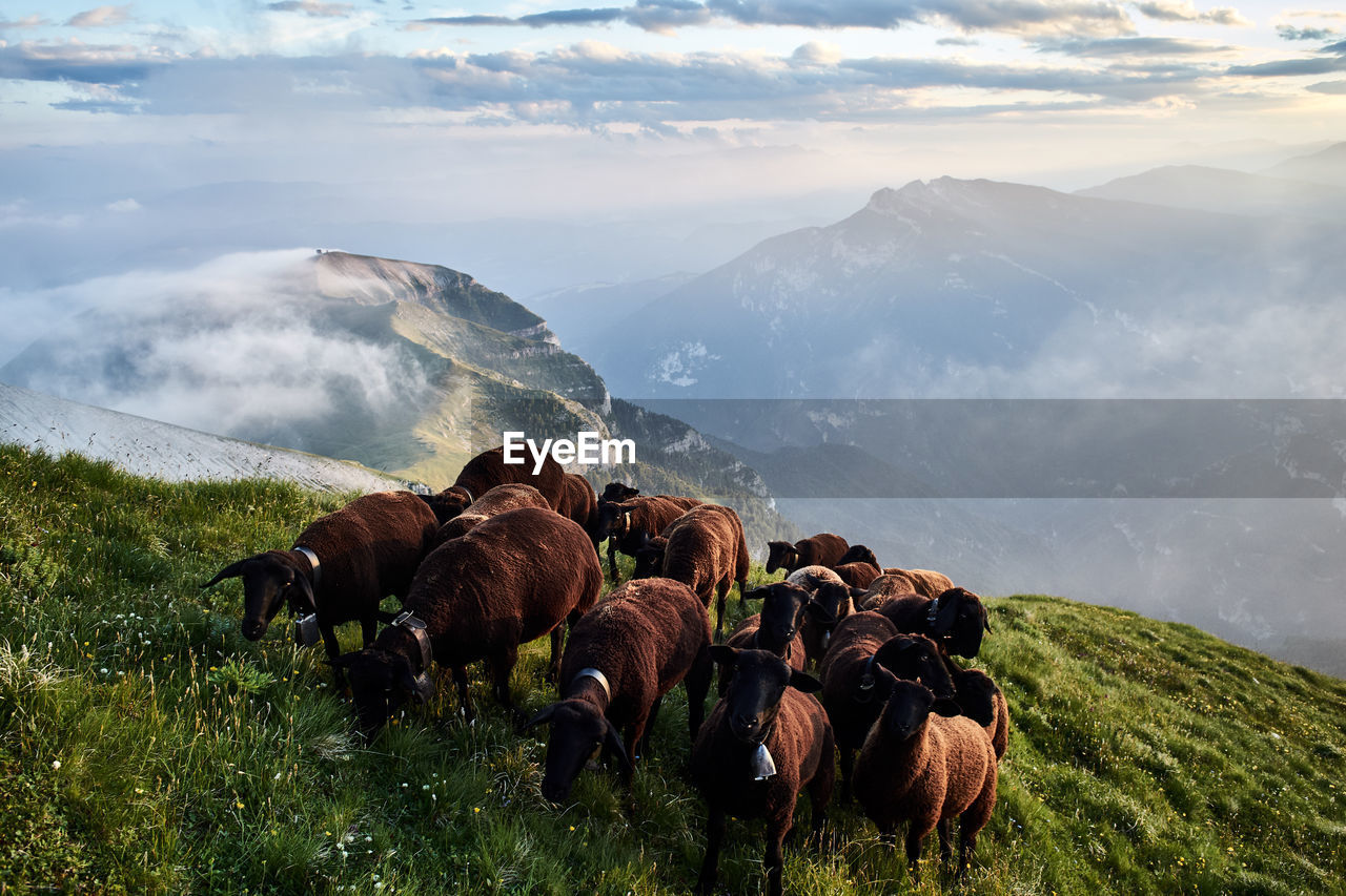 High angle view of sheep on landscape