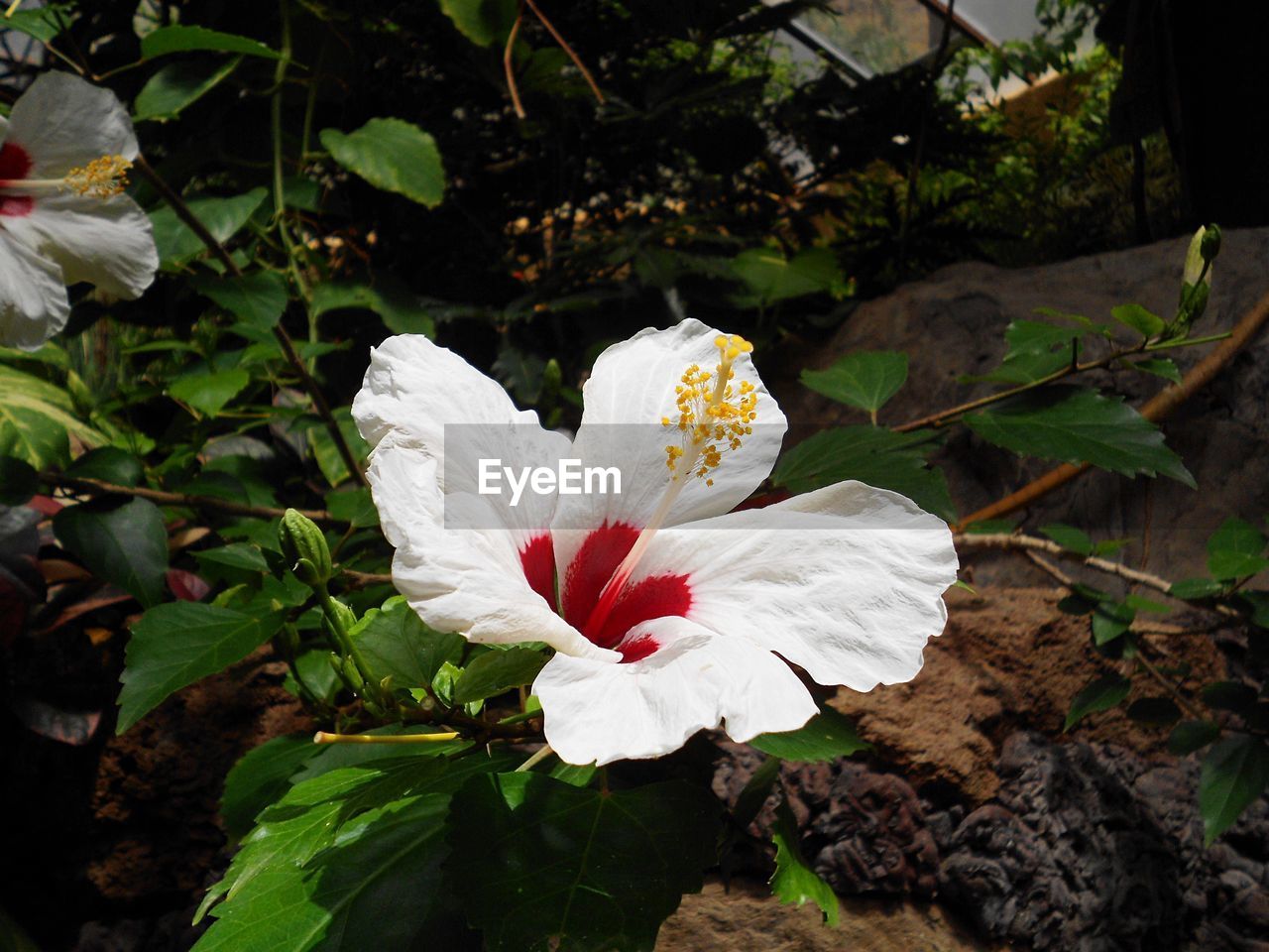 High angle view of white hibiscus blooming outdoors