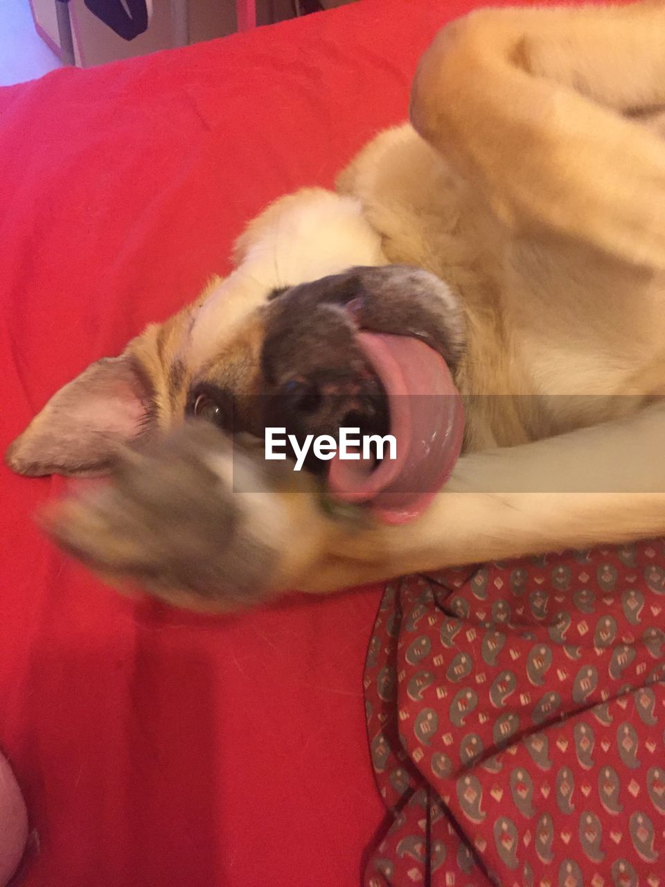 CLOSE-UP OF DOG RELAXING ON RED SOFA