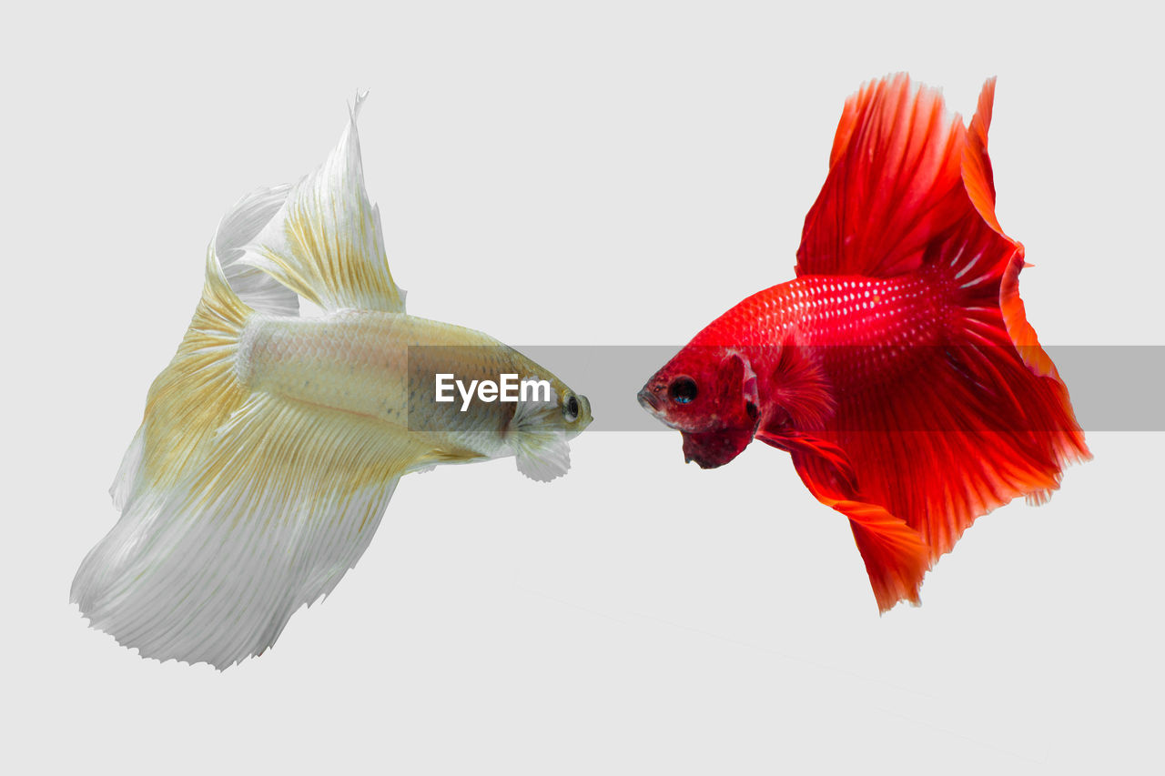 CLOSE-UP OF FISH SWIMMING IN WATER AGAINST WHITE BACKGROUND