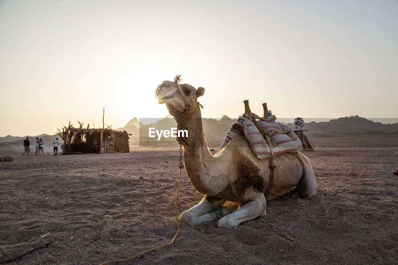 Camel sitting in front of hut in the desert at sunset