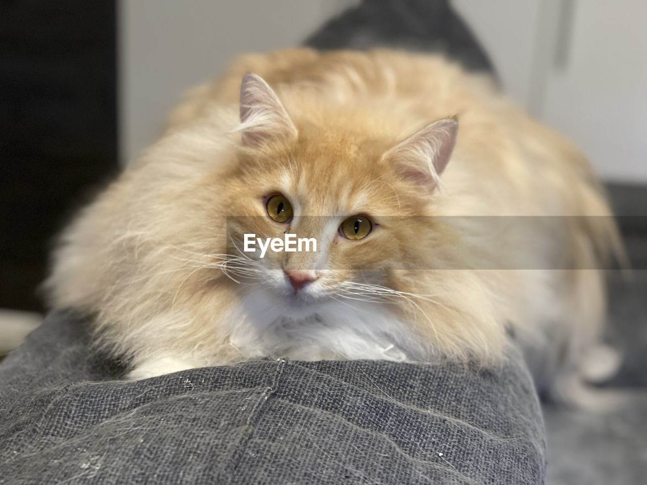 pet, mammal, animal, animal themes, cat, domestic animals, domestic cat, one animal, whiskers, feline, small to medium-sized cats, felidae, animal hair, portrait, indoors, domestic long-haired cat, looking at camera, focus on foreground, no people, animal body part, sitting, close-up, looking, cute, carnivore, relaxation, home interior