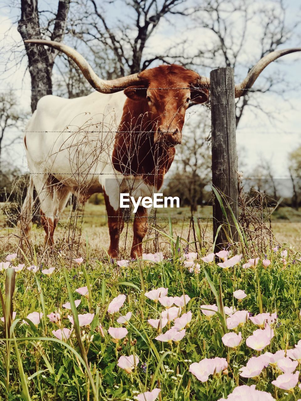 HORSE STANDING IN FIELD