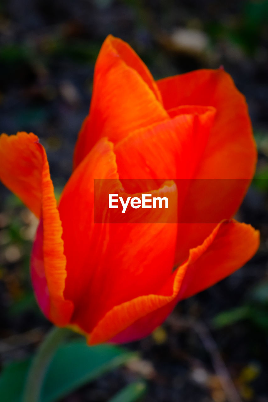 CLOSE-UP OF ORANGE RED FLOWER