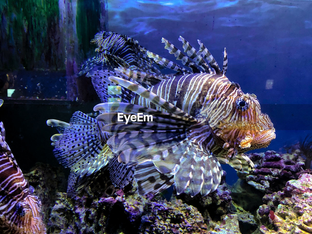 Close-up of fish swimming in sea