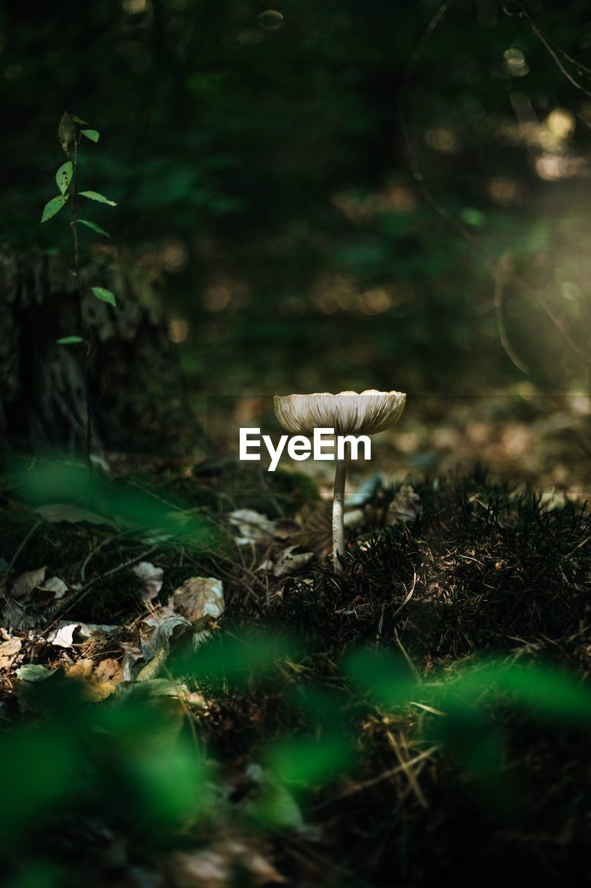 CLOSE-UP OF MUSHROOM GROWING ON LAND