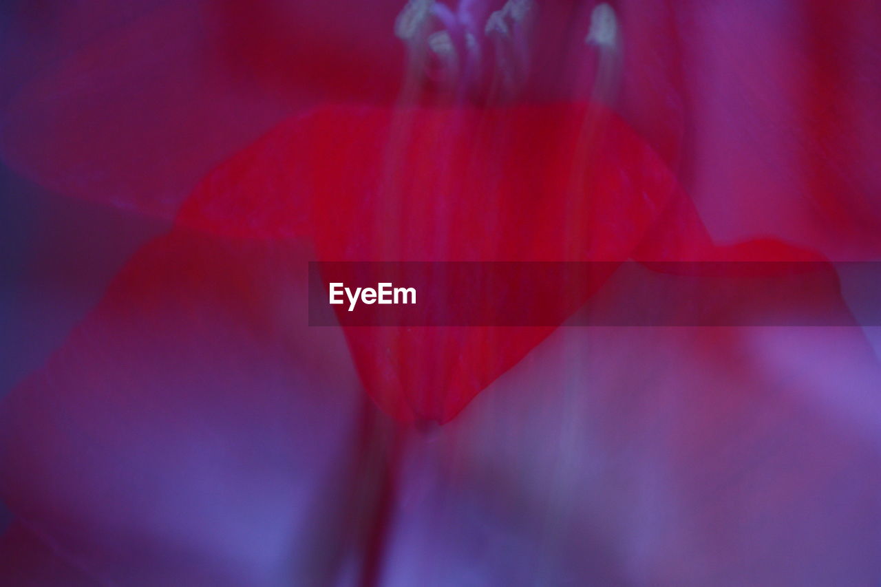 Close-up of red flower