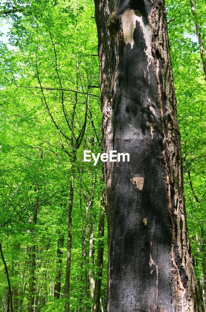 CLOSE-UP OF TREE TRUNK AMIDST PLANTS