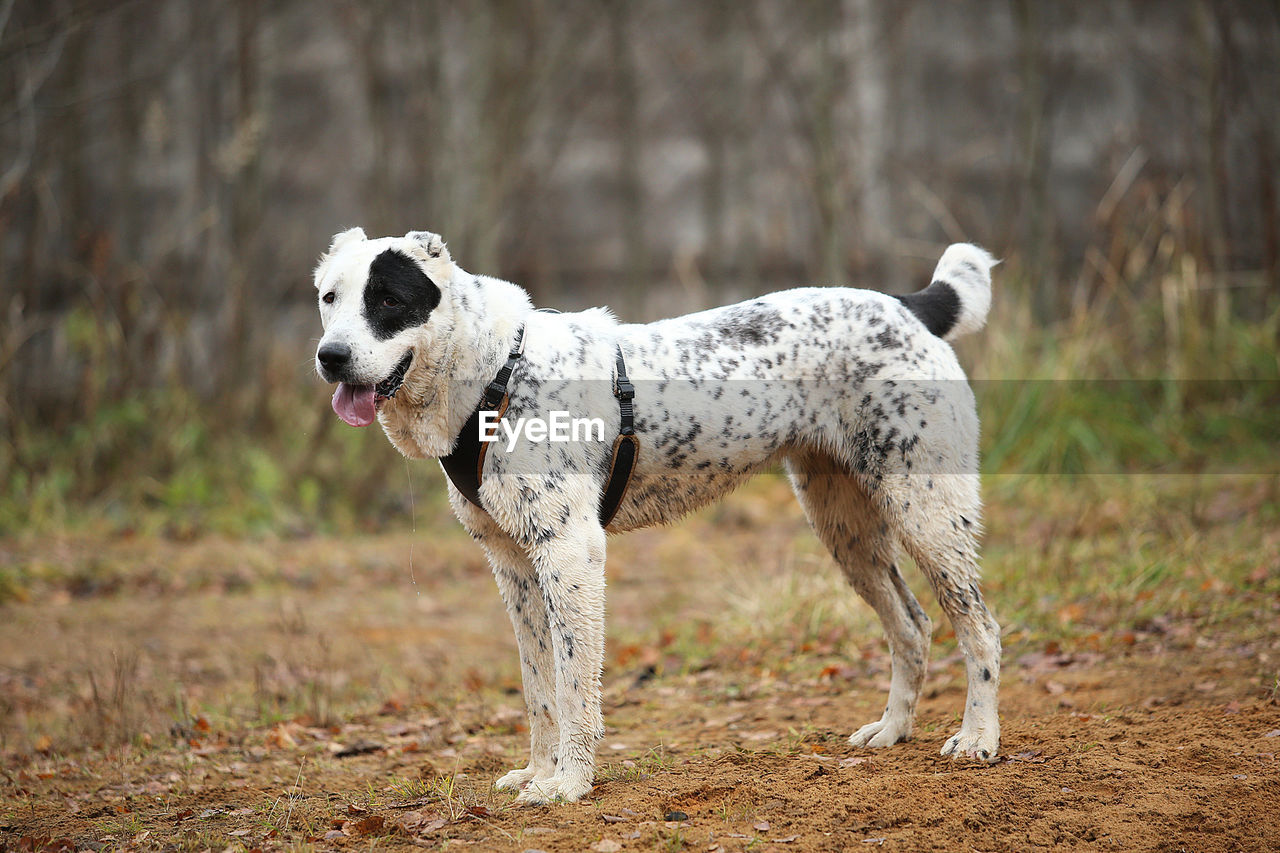 WHITE DOG STANDING ON FIELD