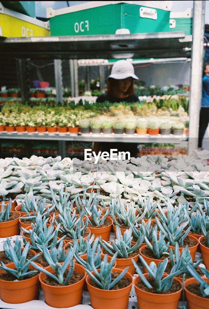 VEGETABLES FOR SALE IN MARKET