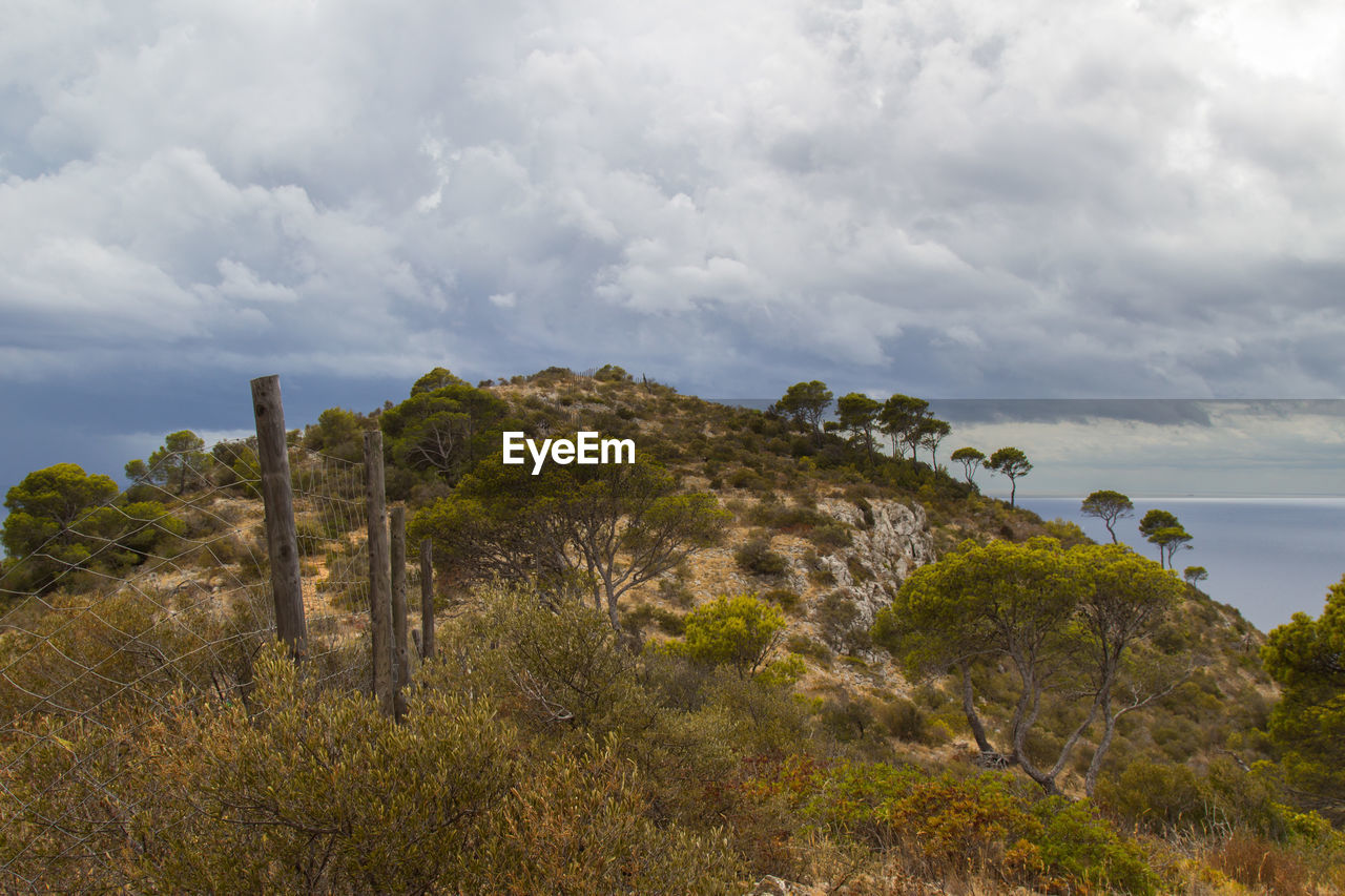Trees on mountain against sky