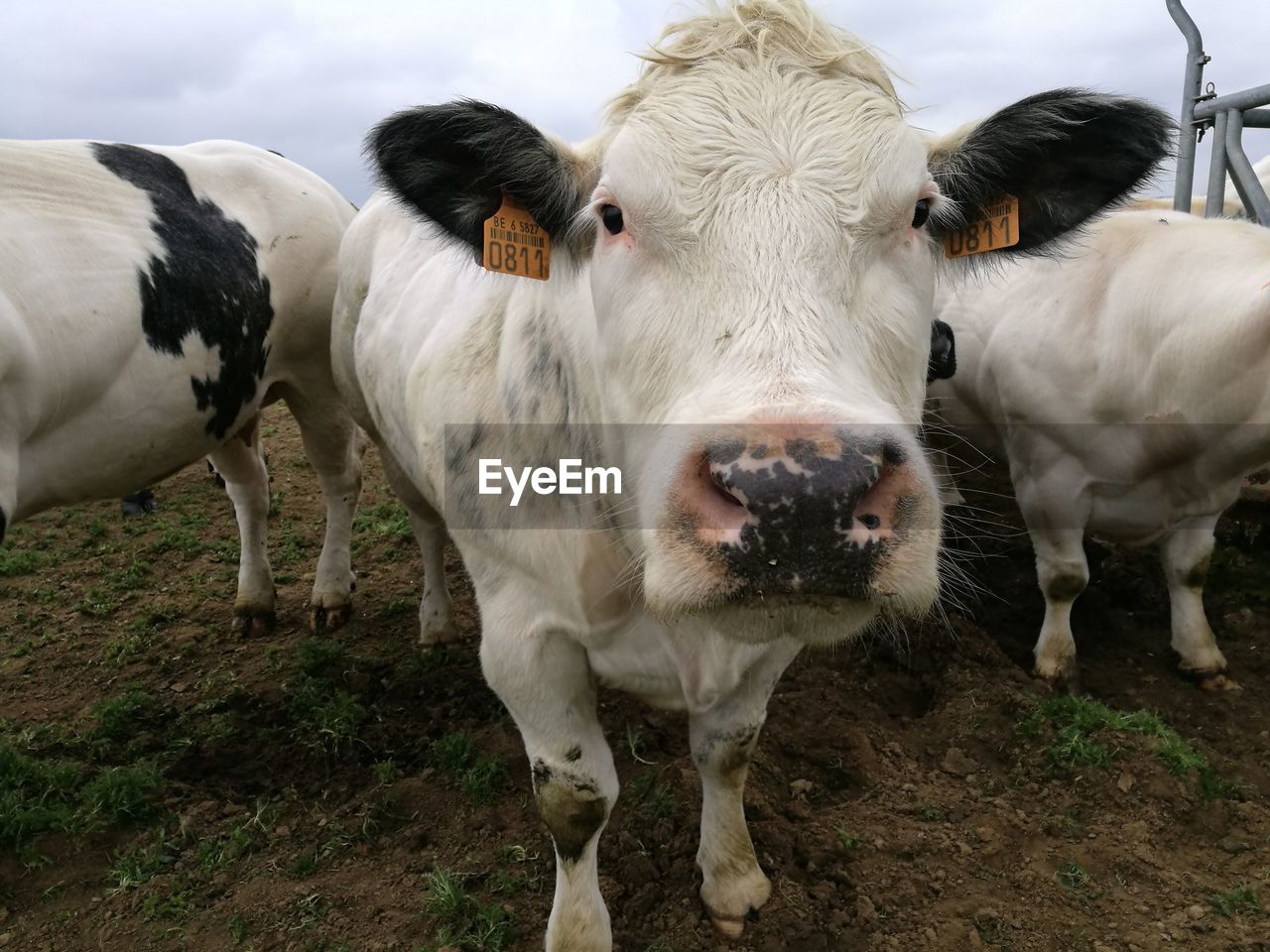 PORTRAIT OF COWS ON FIELD