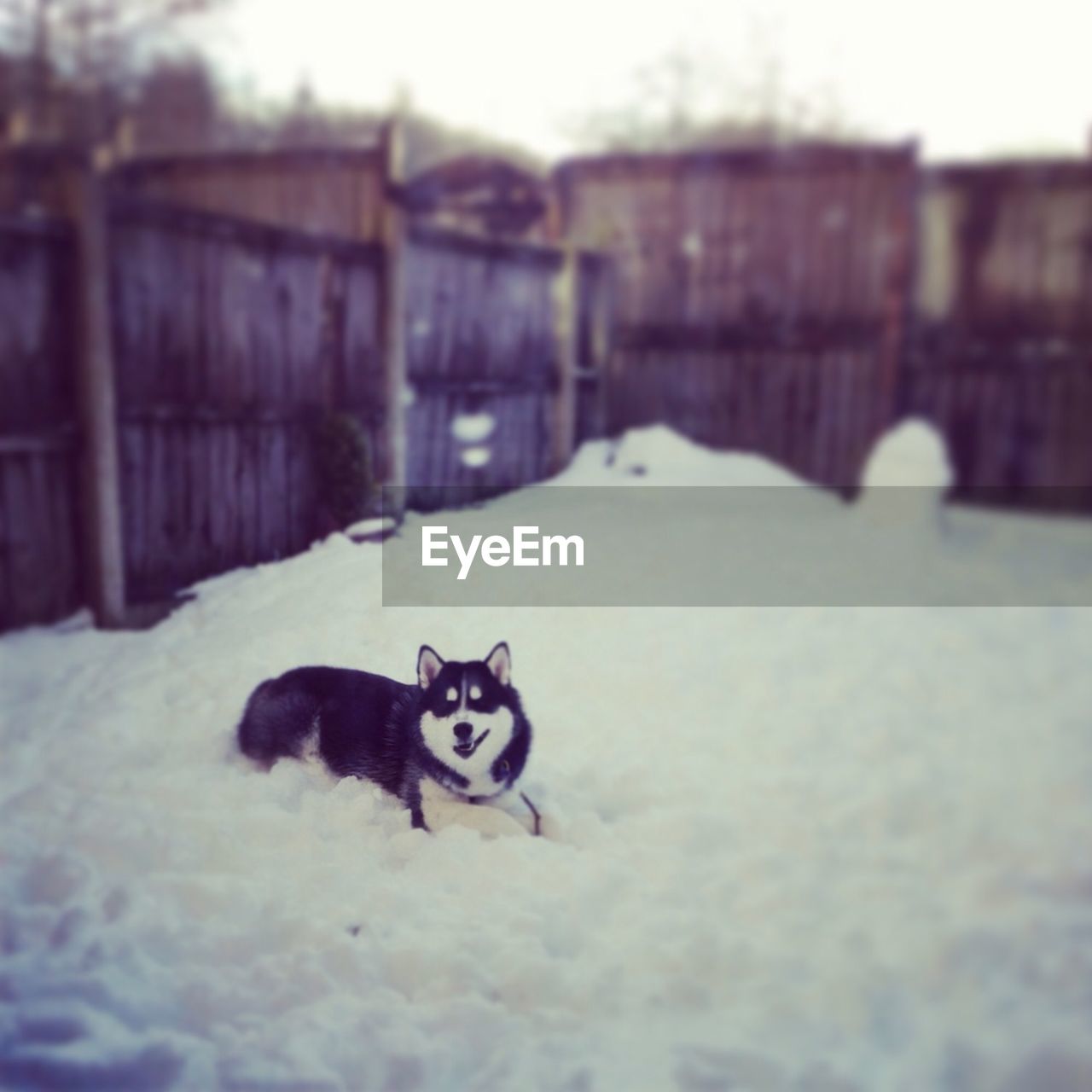 Dog sitting on snow covered field