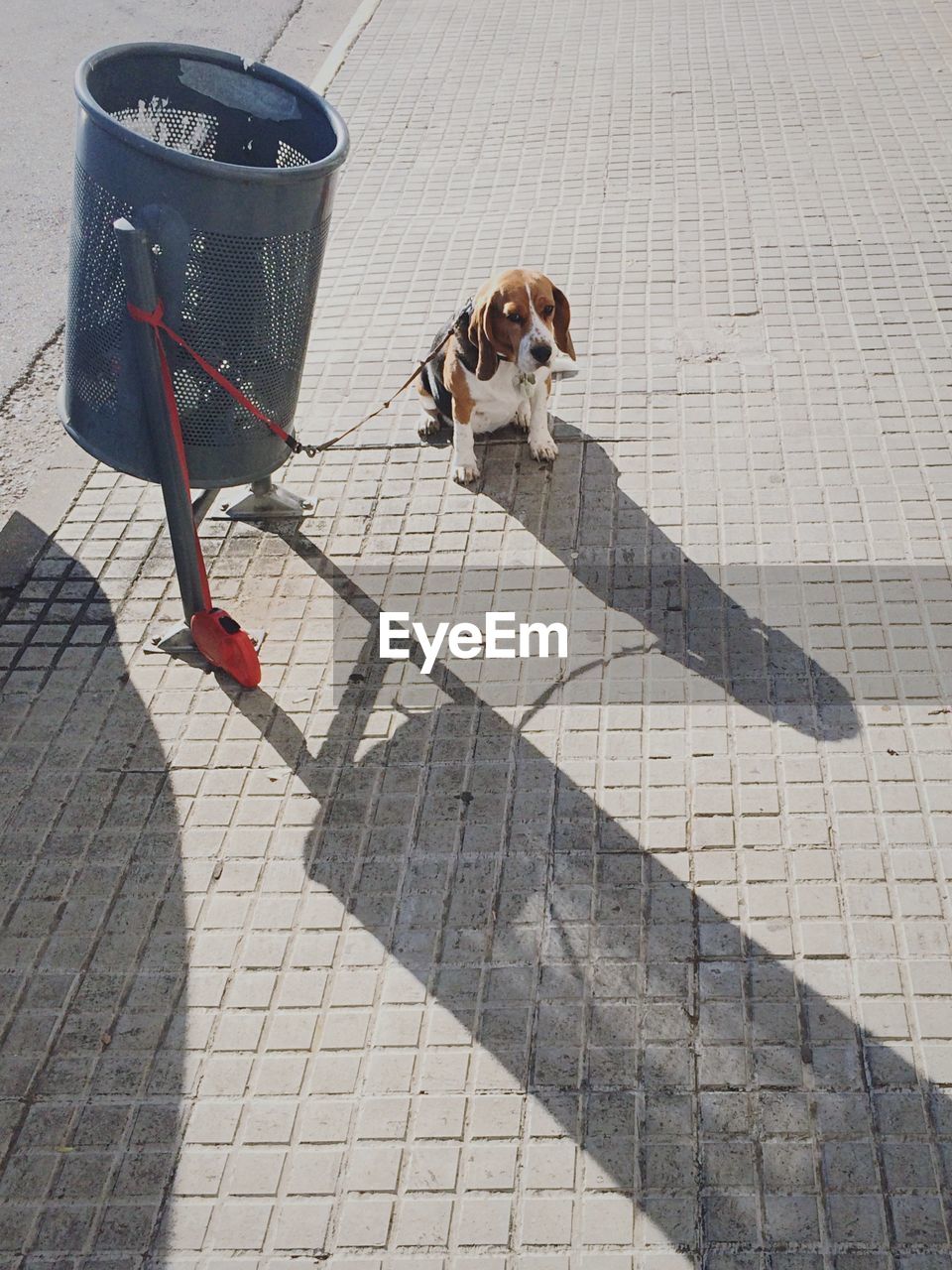 Dog tied to garbage bin on sidewalk