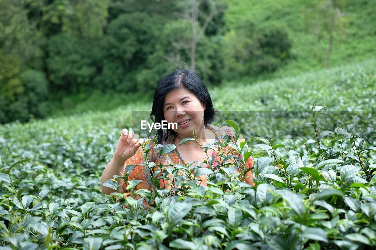 Woman picking tea leaves among tea gardens.