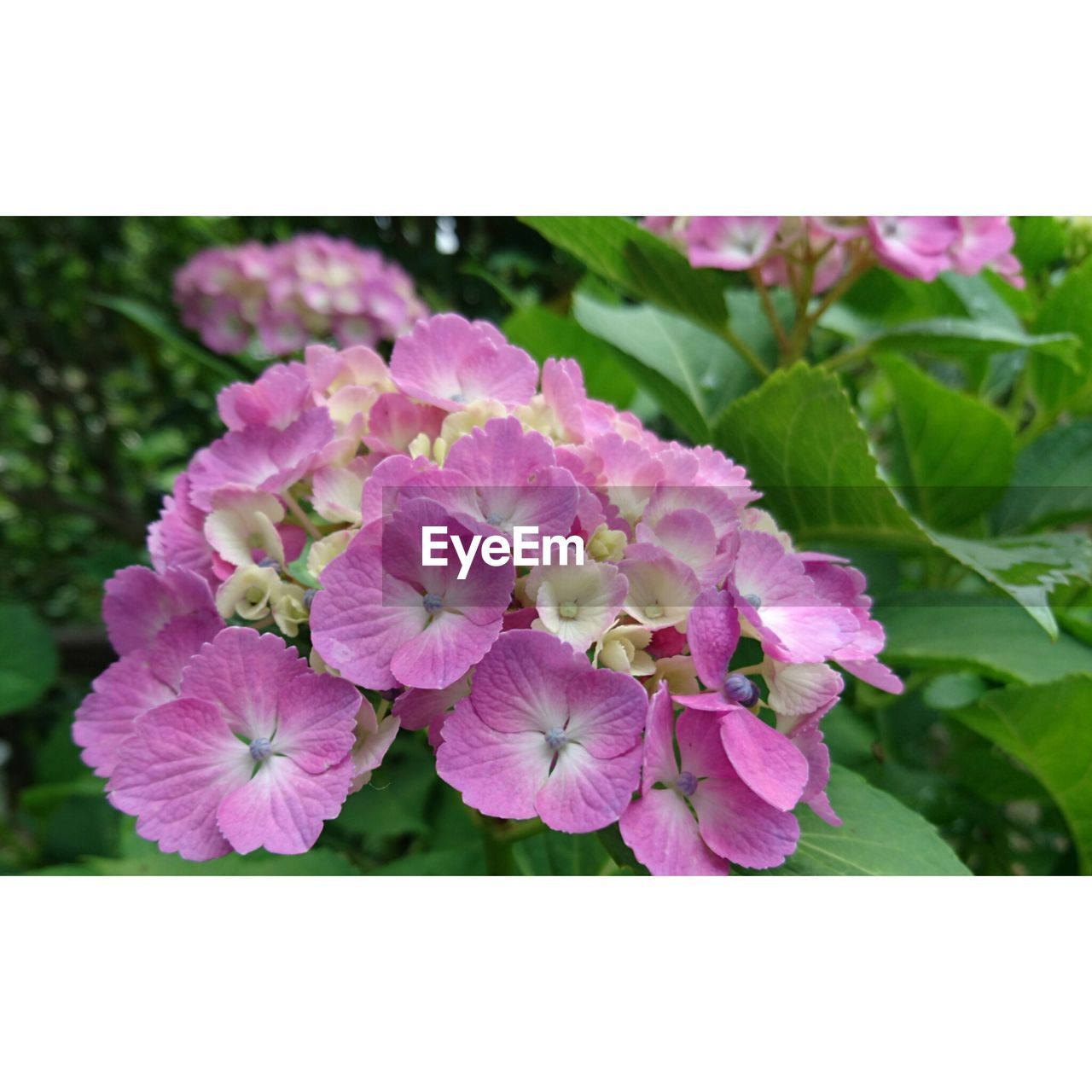 Close-up of pink flowers