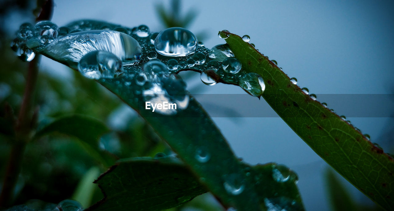 Close-up of wet plant leaves during rainy season