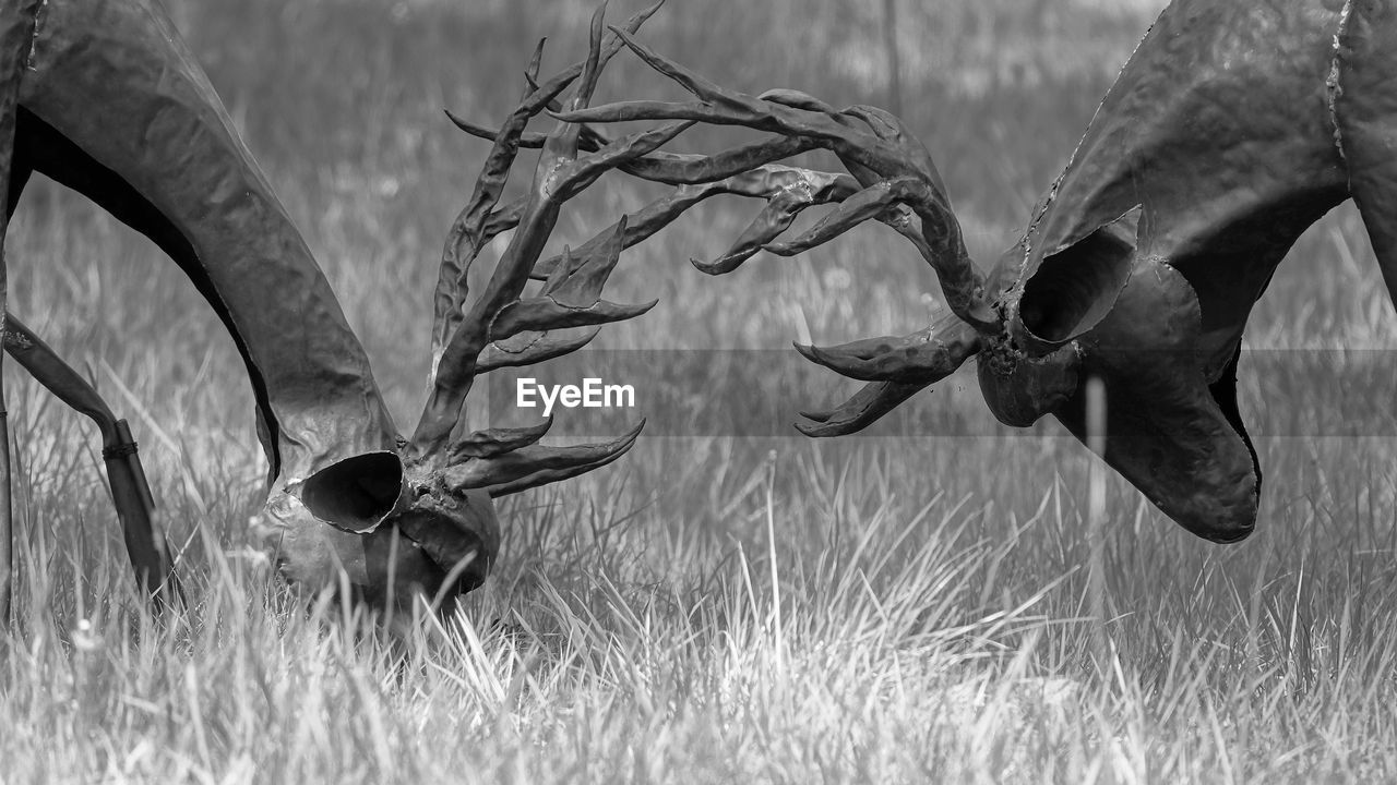 CLOSE-UP OF BIRDS FLYING AGAINST GRASS