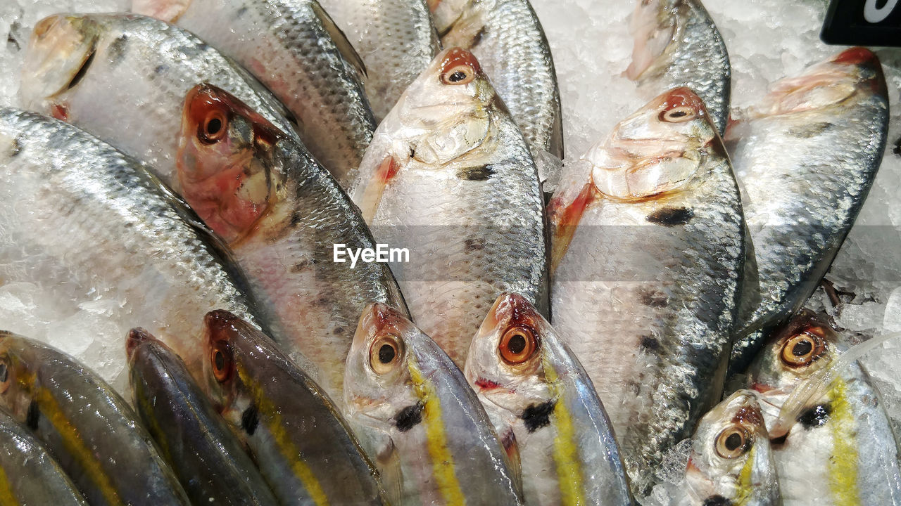 FULL FRAME SHOT OF FISH IN MARKET